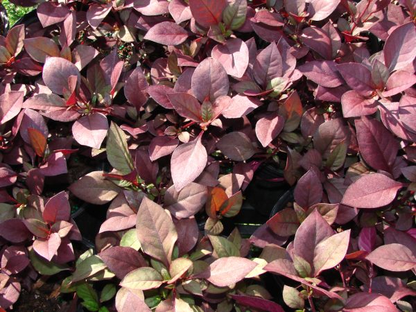 Little Ruby Joseph’s Coat