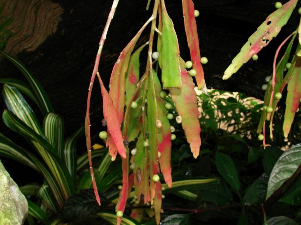 Red Mistletoe Cactus