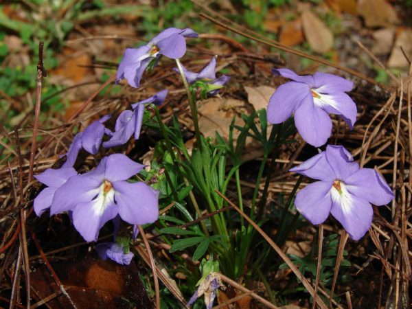Bird's Foot Violet