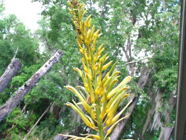 Yellow Feather Brush Bromeliad