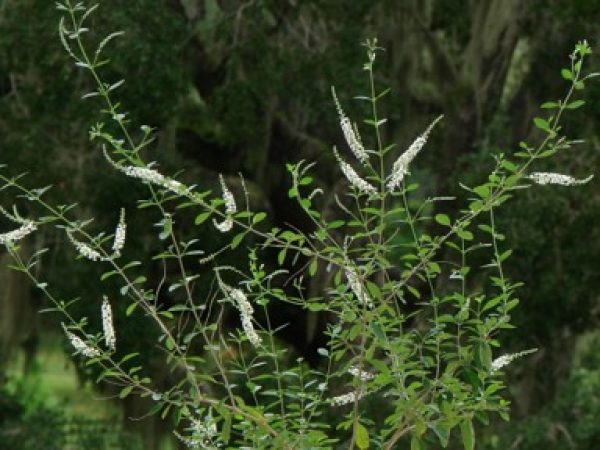 Dwarf Sweet Almond Bush