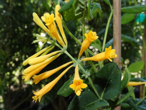 Yellow Honeysuckle