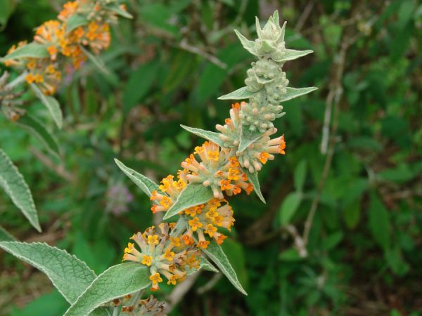 Orange Scepter Butterflybush