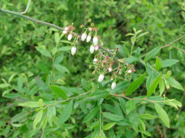 Elliott’s Blueberry