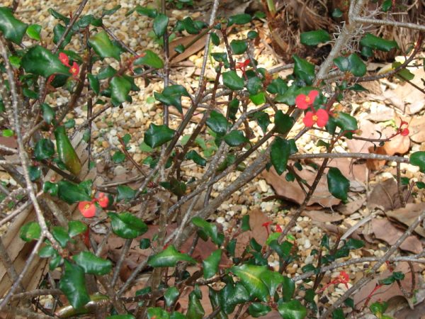 Thornless Crown of Thorns