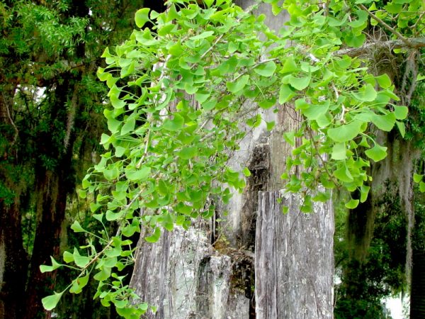 Ginkgo