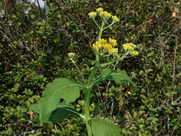 Mexican Winged Crown-beard