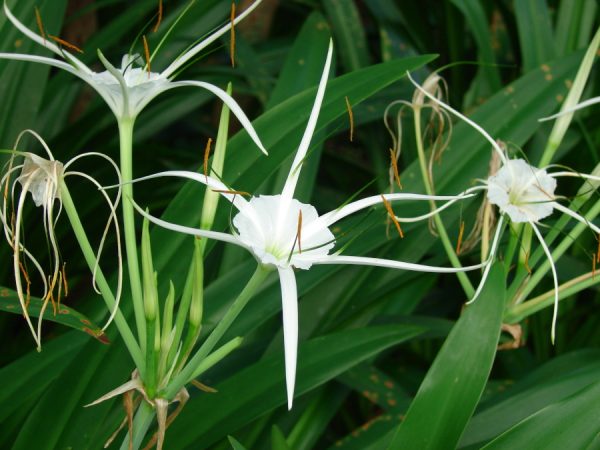 Spider Lily