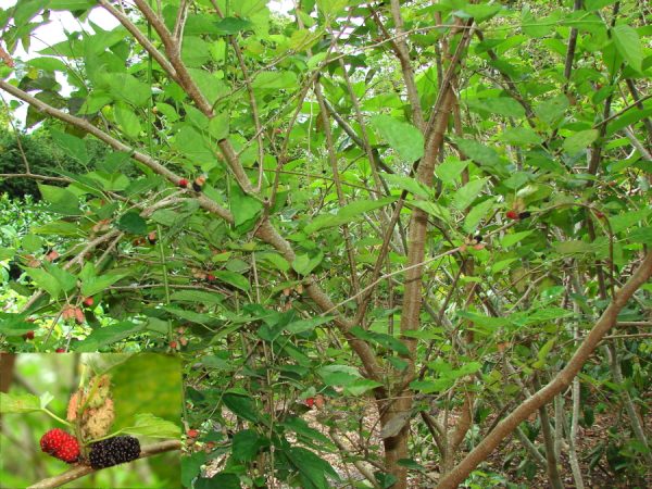 Black Mulberry