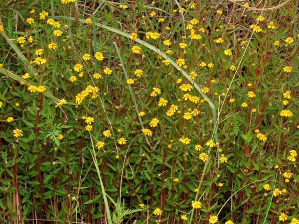 Oppositeleaf Spotflower