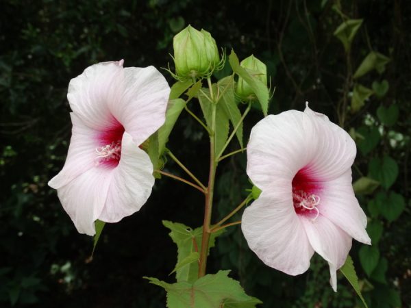 Halberdleaf Rosemallow