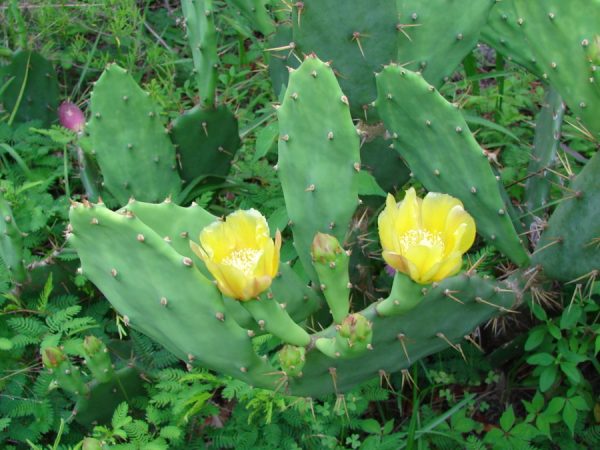 Prickly Pear