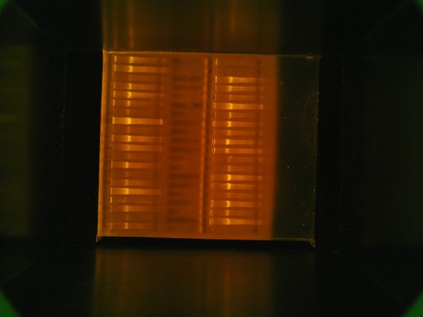 Gel showing the quality of the total DNA stored in the GRR. (c) Photo by Lorena Endara.