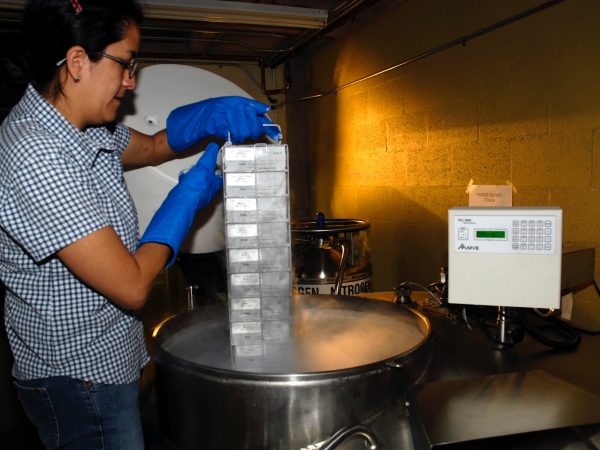 Genetics Resource Repository research assistant Lorena Endara removes tissues from the freezer. (c) Photo by Jeff Gage.