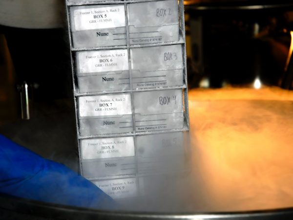 A storage rack is removed from the freezer. (c) Photo by Jeff Gage.