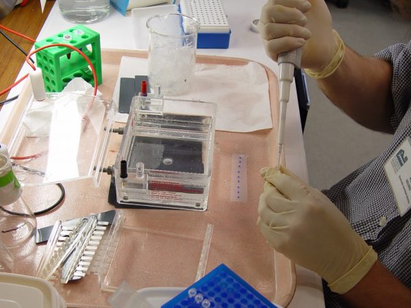 Preparation of the gel to test the quality and extraction of DNA. (c) Photo by Lorena Endara.