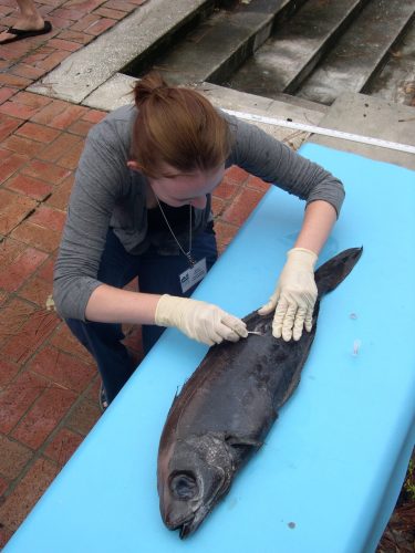 Molly Phillips (Collections Technician) taking a tissue sample of a bluefin driftfish, Psenes pellucidus. (c) Photo by Lorena Endara.