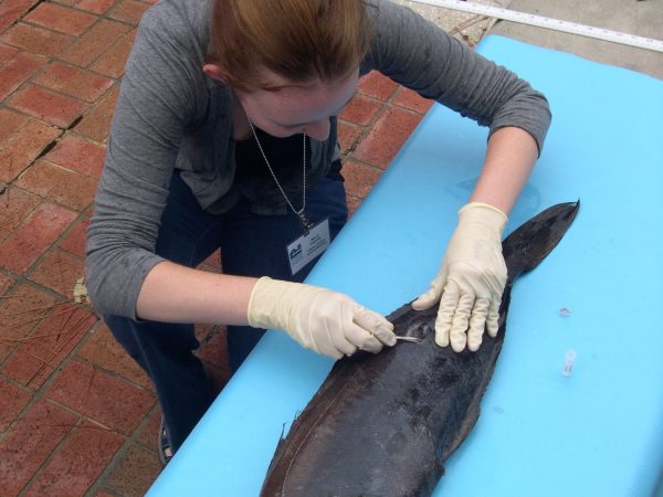 Molly Phillips (Collections Technician) taking a tissue sample of a bluefin driftfish, Psenes pellucidus. (c) Photo by Lorena Endara.