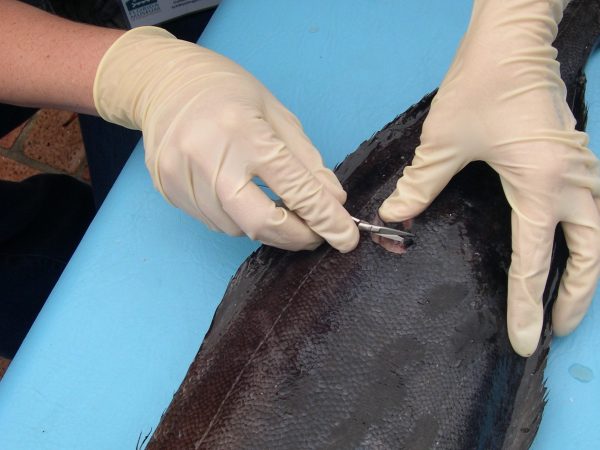 Molly Phillips (Collections Technician) taking a tissue sample of a bluefin driftfish, Psenes pellucidus. (c) Photo by Lorena Endara.