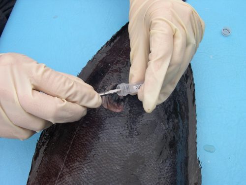 Molly Phillips (Collections Technician) taking a tissue sample of a bluefin driftfish, Psenes pellucidus. (c) Photo by Lorena Endara.