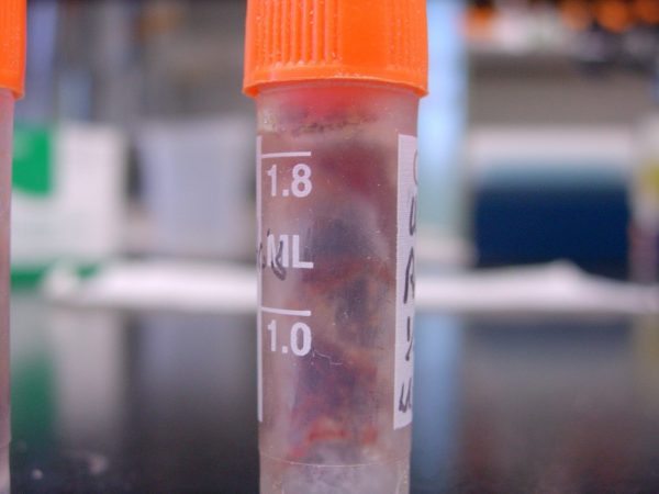 Bird tissue has been placed in this vial to be stored in the freezer. (c) Photo by Jeff Gage.