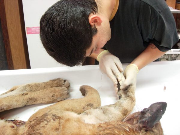 Roberto Quinonez (Mammals Collection Preparator) taking front paw pad measurements. (c) Lorena Endara photo