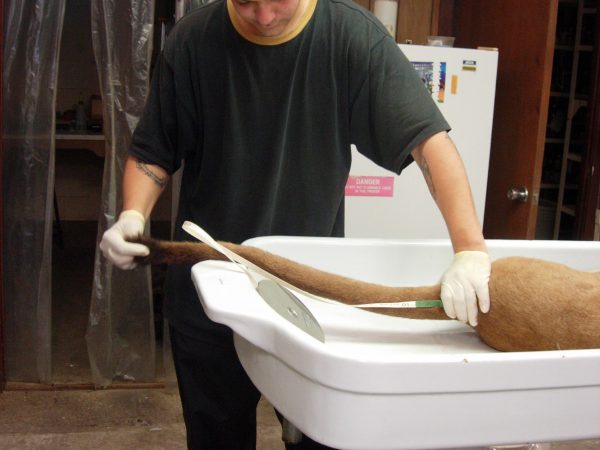Roberto Quinonez (Mammals Collection Preparator) taking measurements (tail length) and checking for kink in tail. (c) Lorena Endara photo