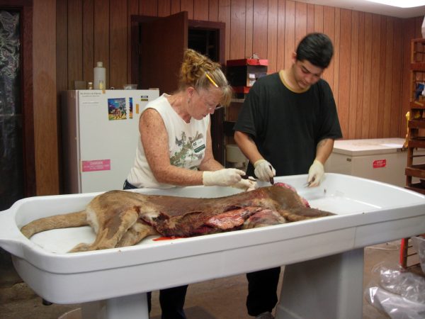 Candace McCaffery (Mammals Collection Manager) and Roberto Quinonez (Mammals Collection Preparator) taking measurements of Florida panther (Puma concolor coryi) (c) Lorena Endara photo