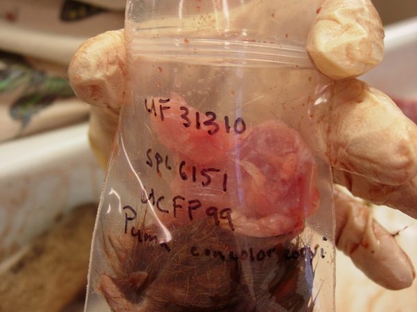 Collecting tissue for storage in mammals collection. This image represents a Florida Panther's muscle and a small piece of skin. (c) Lorena Endara photo