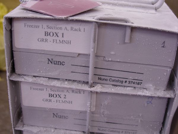 Racks in the freezer hold boxes of vials containing the tissue samples. (c) Photo by Jeff Gage.