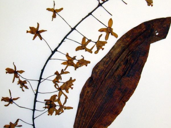 This mounted orchid illustrates how dried specimens are typically stored in the Herbarium.