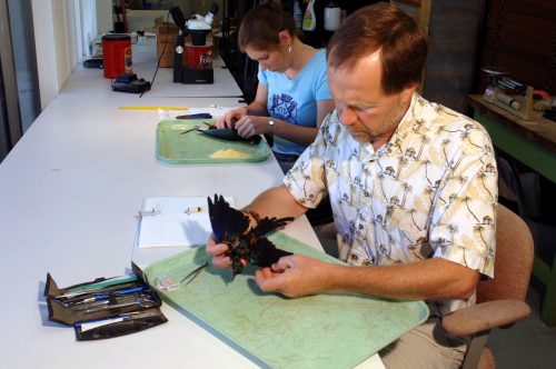Avian specimens are prepared at the museum almost every day. Shown are David Steadman (Curator of Ornithology) prepping a Golden-breasted starling, Lamprotornis regius, and Natalie Wright (MS student) prepping a purple gallinule, Porphyrio martinica. (c) Photo by Jeff Gage.