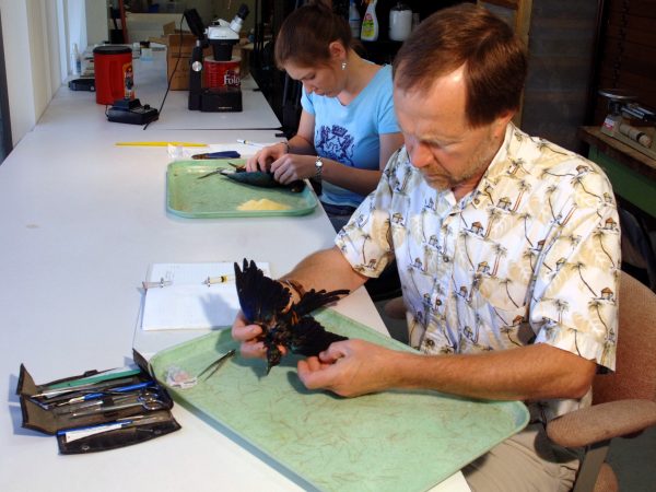 Avian specimens are prepared at the museum almost every day. Shown are David Steadman (Curator of Ornithology) prepping a Golden-breasted starling, Lamprotornis regius, and Natalie Wright (MS student) prepping a purple gallinule, Porphyrio martinica. (c) Photo by Jeff Gage.