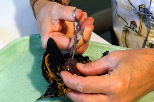 A portion of the bird's main flight muscle, the pectoralis major, is usually taken for tissue samples. (c) Photo by Jeff Gage.