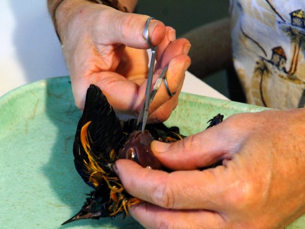 A portion of the bird's main flight muscle, the pectoralis major, is usually taken for tissue samples. (c) Photo by Jeff Gage.