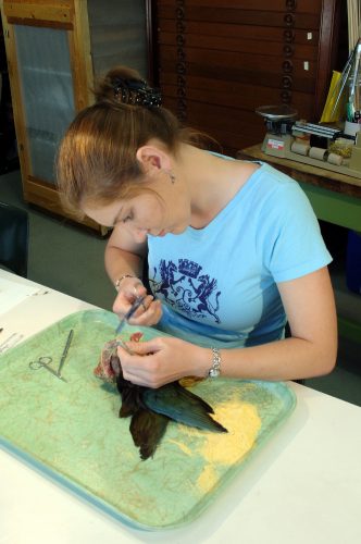 Natalie Wright (MS student) carefully removes tissue samples from a purple gallinule, Porphyrio martinica. (c) Photo by Jeff Gage.