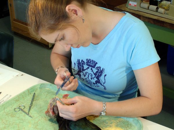 Natalie Wright (MS student) carefully removes tissue samples from a purple gallinule, Porphyrio martinica. (c) Photo by Jeff Gage.