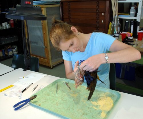 Since most soft tissues are removed during specimen preparation, maintaining samples of such tissues is necessary. Natalie Wright (MS student) is shown removing the body cavity of a purple gallinule, Porphyrio martinica. (c) Photo by Jeff Gage.