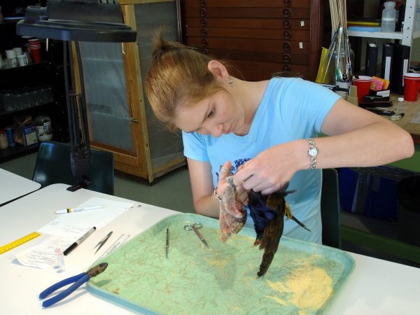 Since most soft tissues are removed during specimen preparation, maintaining samples of such tissues is necessary. Natalie Wright (MS student) is shown removing the body cavity of a purple gallinule, Porphyrio martinica. (c) Photo by Jeff Gage.