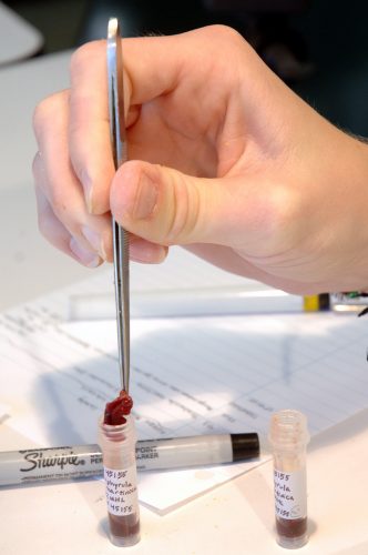 Samples are placed into vials, liver first, heart second, and muscle last. Muscle is the most often used tissue for genetic studies and fluids from the liver may interact with the other tissue. (c) Photo by Jeff Gage.