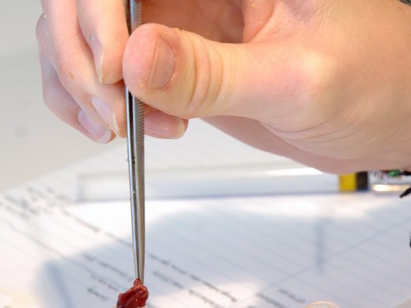 Samples are placed into vials, liver first, heart second, and muscle last. Muscle is the most often used tissue for genetic studies and fluids from the liver may interact with the other tissue. (c) Photo by Jeff Gage.