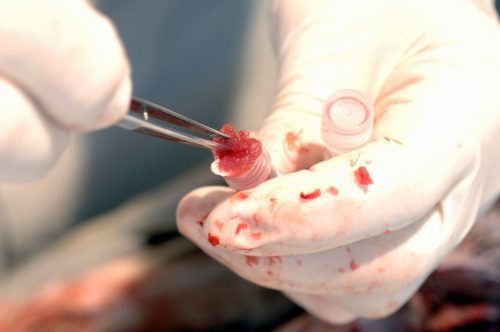 Samples are placed into vials, liver first, heart second, and muscle last. Muscle is the most often used tissue for genetic studies and fluids from the liver may interact with the other tissue. (c) Photo by Jeff Gage.