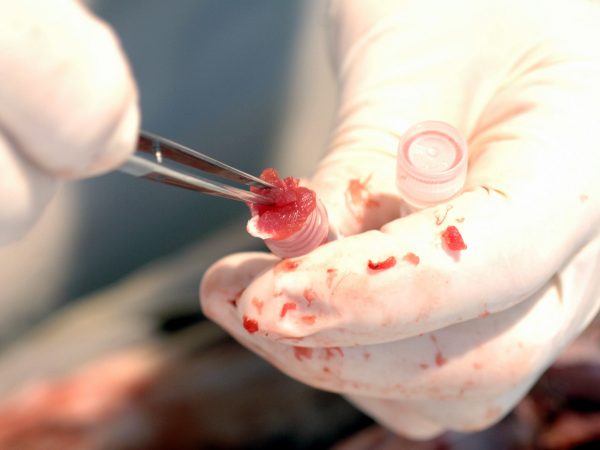 Samples are placed into vials, liver first, heart second, and muscle last. Muscle is the most often used tissue for genetic studies and fluids from the liver may interact with the other tissue. (c) Photo by Jeff Gage.