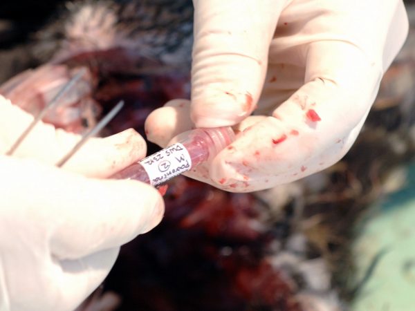 Tissue vials are placed in a freezer until they can be processed and integrated into the collection at the museum or sent to Louisiana State University. (c) Photo by Jeff Gage.