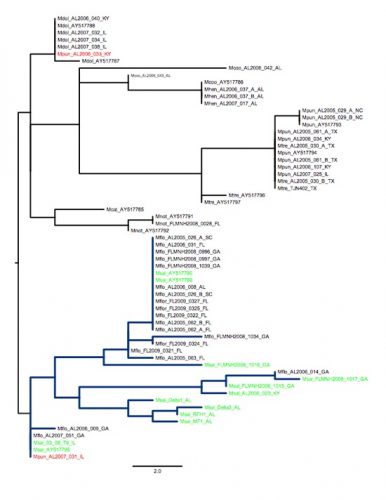 Cladogram indicating the variation among populations of the Largemouth Bass (Micropterus salmoides)