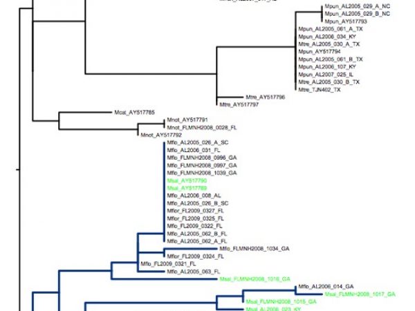 Cladogram indicating the variation among populations of the Largemouth Bass (Micropterus salmoides)