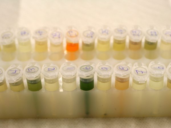 Process of DNA extraction - Second part. (c) Photo by Lorena Endara.
