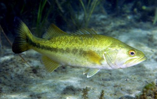 Florida Bass (Micropterus salmoides floridanus). (c) Photo by David Snyder.