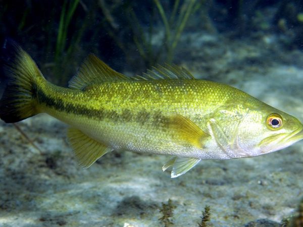 Florida Bass (Micropterus salmoides floridanus). (c) Photo by David Snyder.