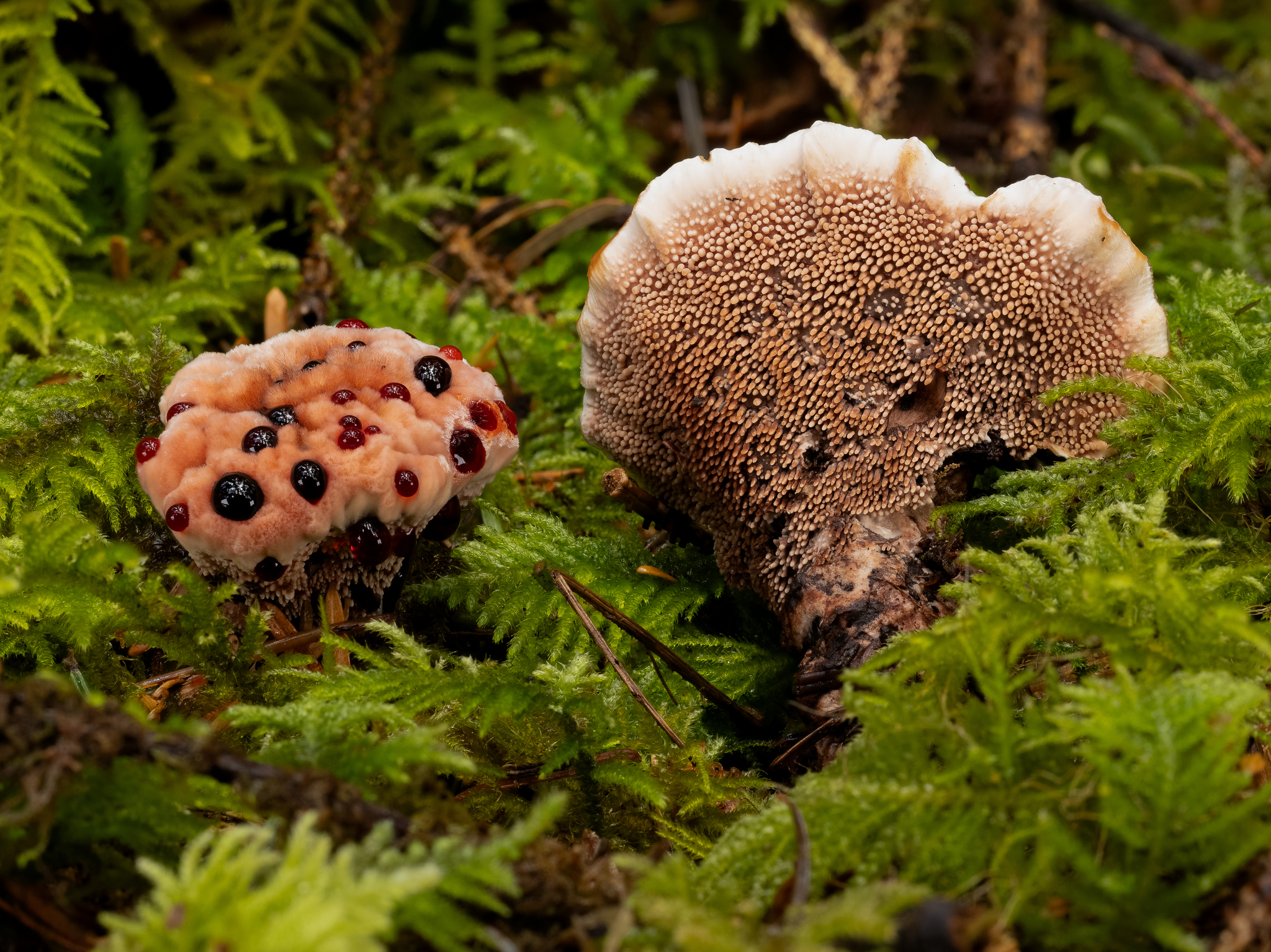 Spooky natural history – Discover Natural History